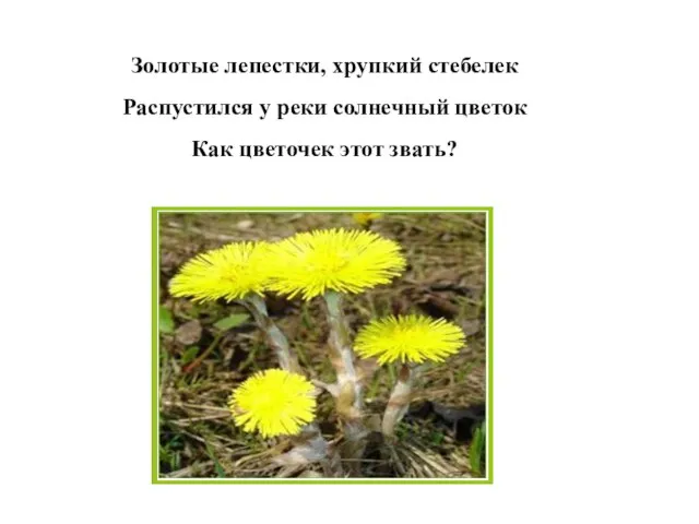 Золотые лепестки, хрупкий стебелек Распустился у реки солнечный цветок Как цветочек этот звать?