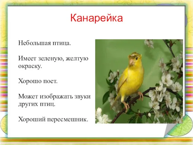Канарейка Небольшая птица. Имеет зеленую, желтую окраску. Хорошо поет. Может изображать звуки других птиц. Хороший пересмешник.