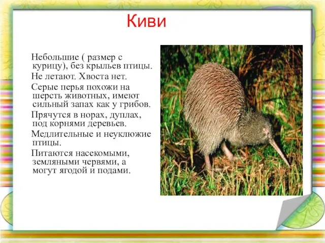 Киви Небольшие ( размер с курицу), без крыльев птицы. Не летают. Хвоста