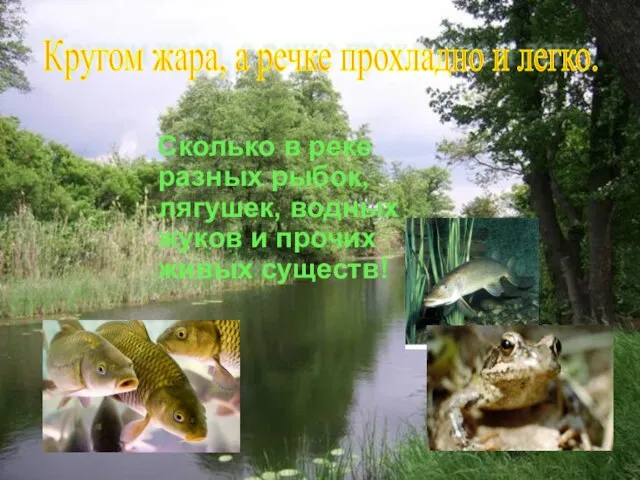 Сколько в реке разных рыбок, лягушек, водных жуков и прочих живых существ!