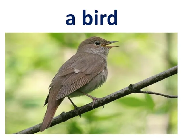 a bird
