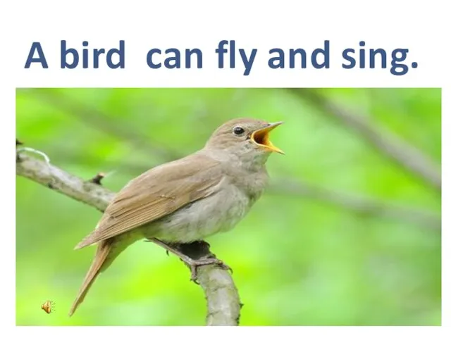A bird can fly and sing.