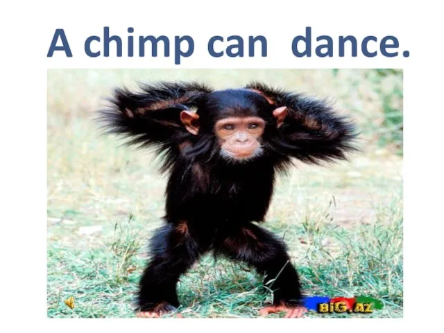 A chimp can dance.