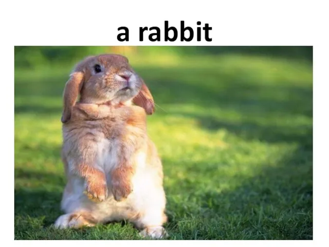 a rabbit