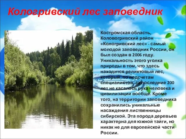Костромская область, Коловогривский район «Кологривский лес» - самый молодой заповедник России, он