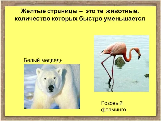 Желтые страницы – это те животные, количество которых быстро уменьшается Розовый фламинго Белый медведь