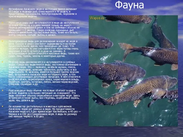 Фауна Ихтиофауна Азовского моря в настоящее время включает 103 вида и подвида