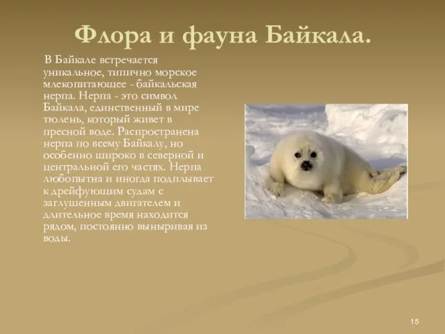 Флора и фауна Байкала. В Байкале встречается уникальное, типично морское млекопитающее -
