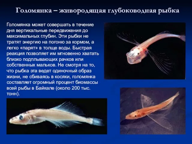 Голомянка – живородящая глубоководная рыбка Голомянка может совершать в течение дня вертикальные