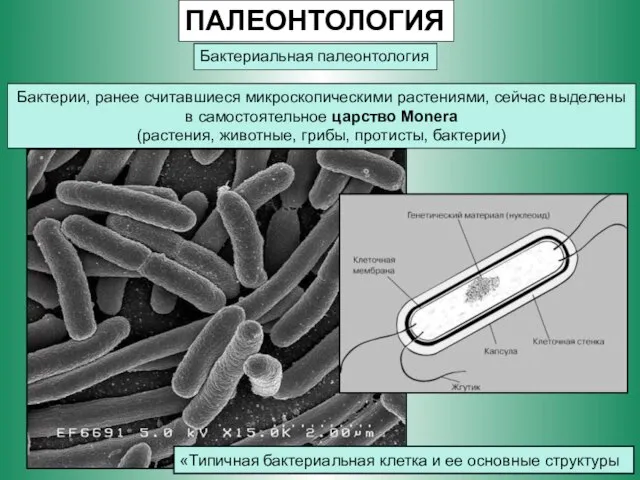 ПАЛЕОНТОЛОГИЯ Бактериальная палеонтология Бактерии, ранее считавшиеся микроскопическими растениями, сейчас выделены в самостоятельное