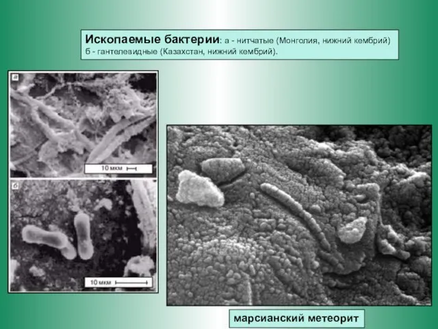 марсианский метеорит Ископаемые бактерии: а - нитчатые (Монголия, нижний кембрий) б - гантелевидные (Казахстан, нижний кембрий).