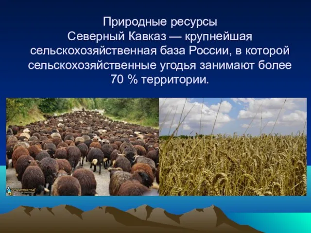 Природные ресурсы Северный Кавказ — крупнейшая сельскохозяйственная база России, в которой сельскохозяйственные