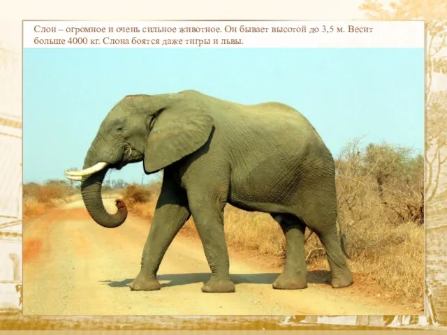 Слон – огромное и очень сильное животное. Он бывает высотой до 3,5