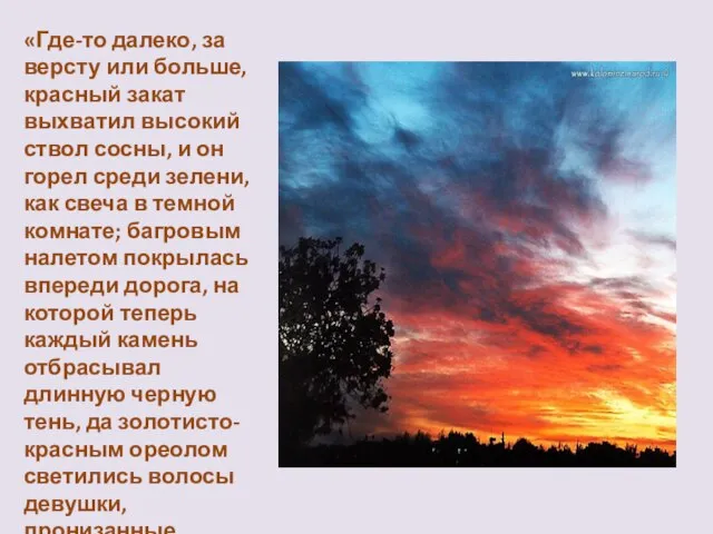 «Где-то далеко, за версту или больше, красный закат выхватил высокий ствол сосны,