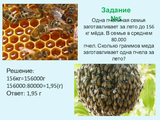 Задание №5 Одна пчелиная семья заготавливает за лето до 156 кг мёда.