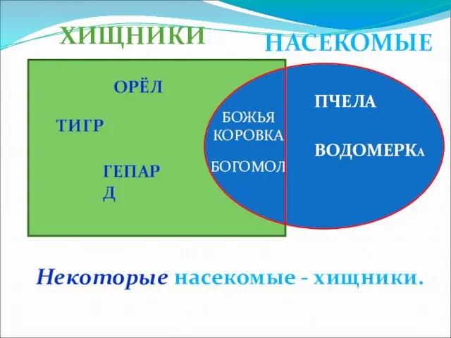 ОРЁЛ ТИГР ГЕПАРД ПЧЕЛА БОЖЬЯ КОРОВКА БОГОМОЛ ВОДОМЕРКА ХИЩНИКИ НАСЕКОМЫЕ Некоторые насекомые - хищники.