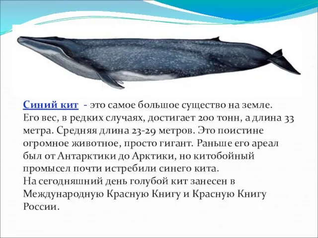 Синий кит - это самое большое существо на земле. Его вес, в