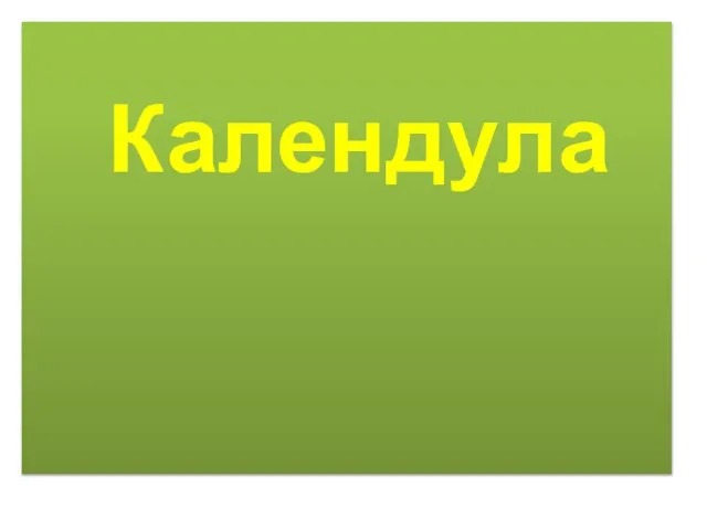 Календула