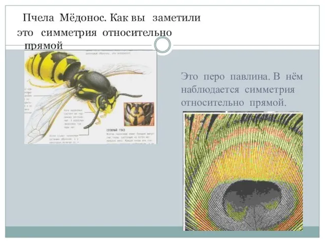Пчела Мёдонос. Как вы заметили это симметрия относительно прямой Это перо павлина.