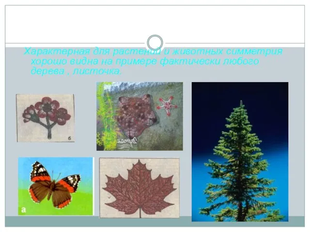 Характерная для растений и животных симметрия хорошо видна на примере фактически любого дерева , листочка.