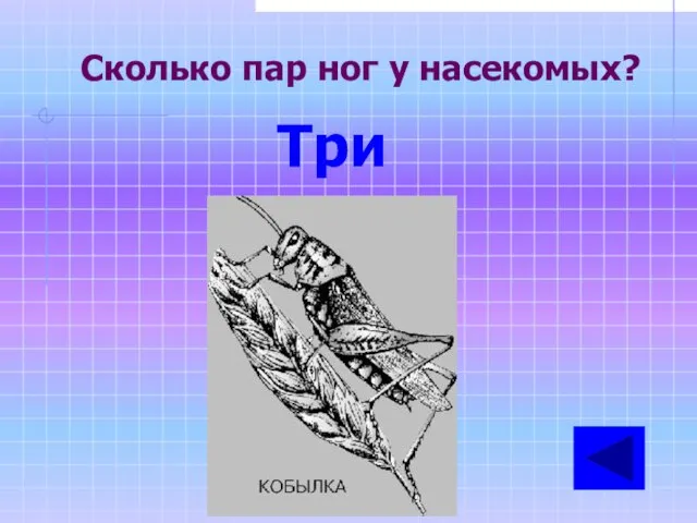 Сколько пар ног у насекомых? Три