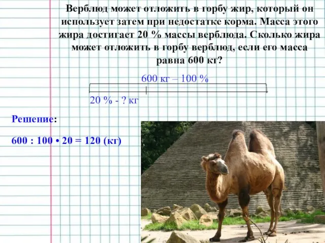 Верблюд может отложить в горбу жир, который он использует затем при недостатке