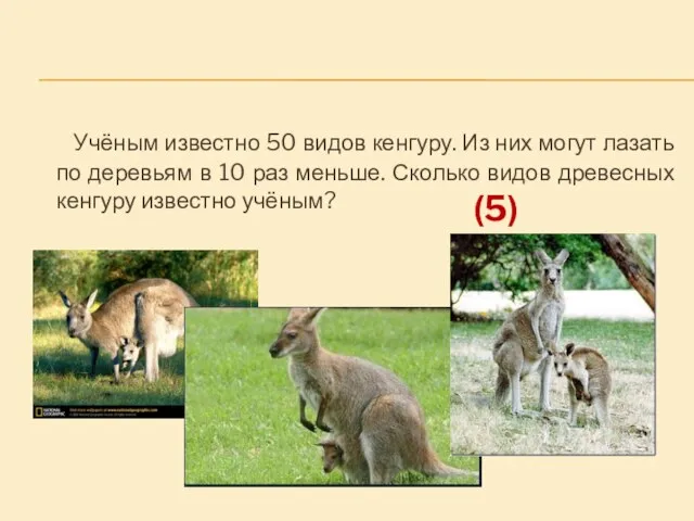 Учёным известно 50 видов кенгуру. Из них могут лазать по деревьям в