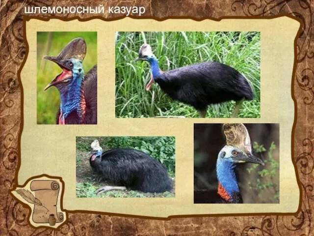 шлемоносный казуар