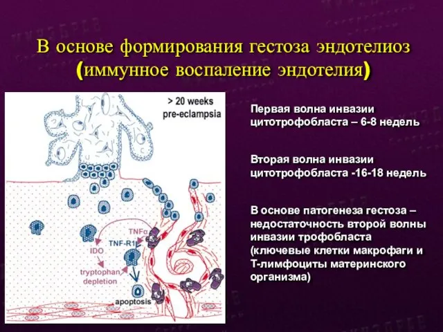 В основе формирования гестоза эндотелиоз (иммунное воспаление эндотелия) Первая волна инвазии цитотрофобласта