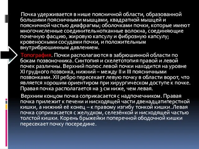 Почка удерживается в нише поясничной области, образованной большими поясничными мышцами, квадратной мышцей