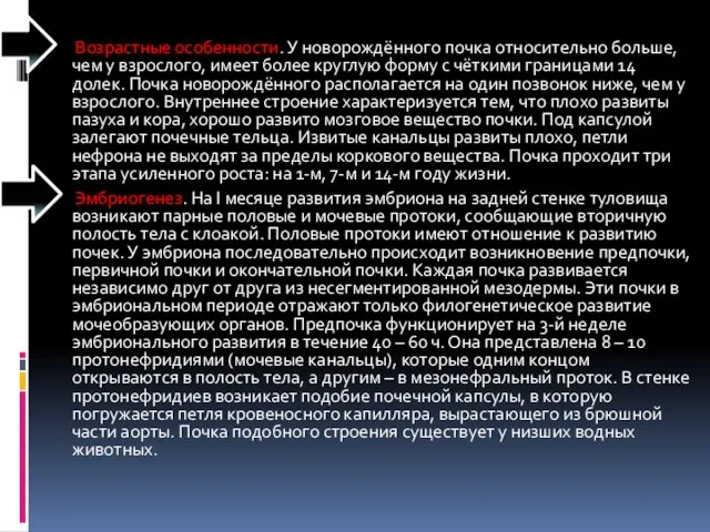 Возрастные особенности. У новорождённого почка относительно больше, чем у взрослого, имеет более