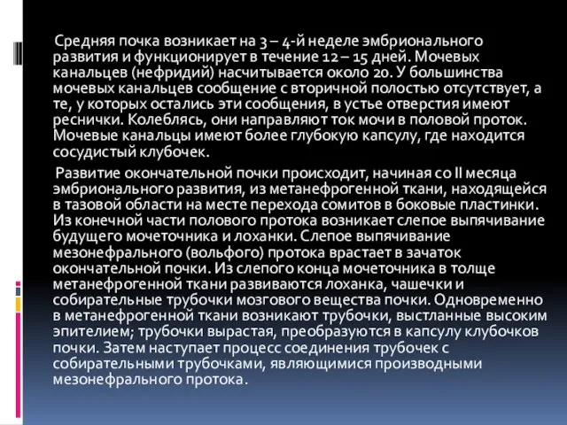 Средняя почка возникает на 3 – 4-й неделе эмбрионального развития и функционирует