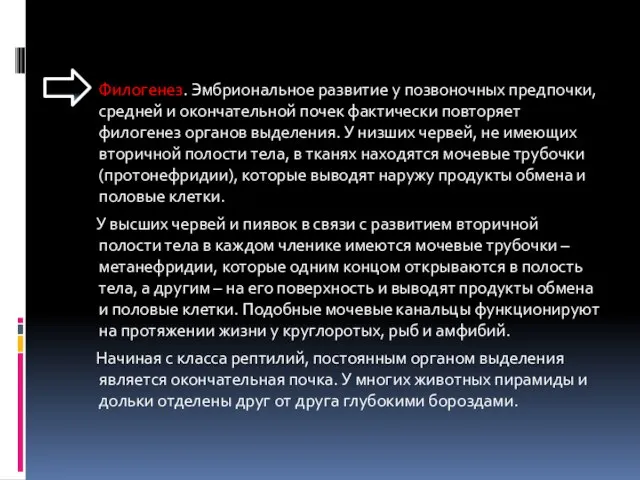 Филогенез. Эмбриональное развитие у позвоночных предпочки, средней и окончательной почек фактически повторяет