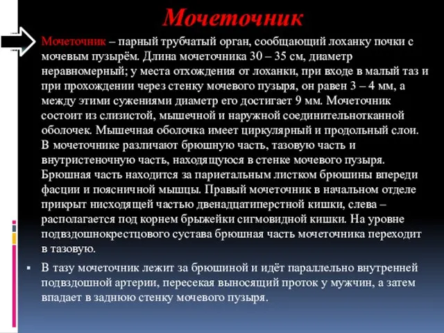 Мочеточник Мочеточник – парный трубчатый орган, сообщающий лоханку почки с мочевым пузырём.