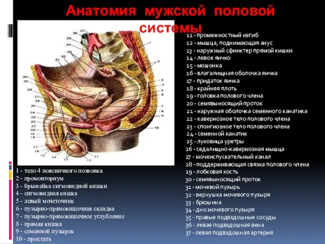 Анатомия мужской половой системы 1 - тело 4 поясничного позвонка 2 -