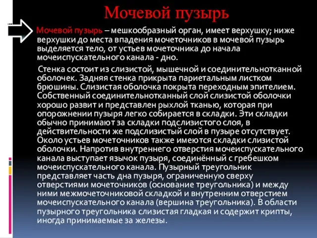 Мочевой пузырь Мочевой пузырь – мешкообразный орган, имеет верхушку; ниже верхушки до