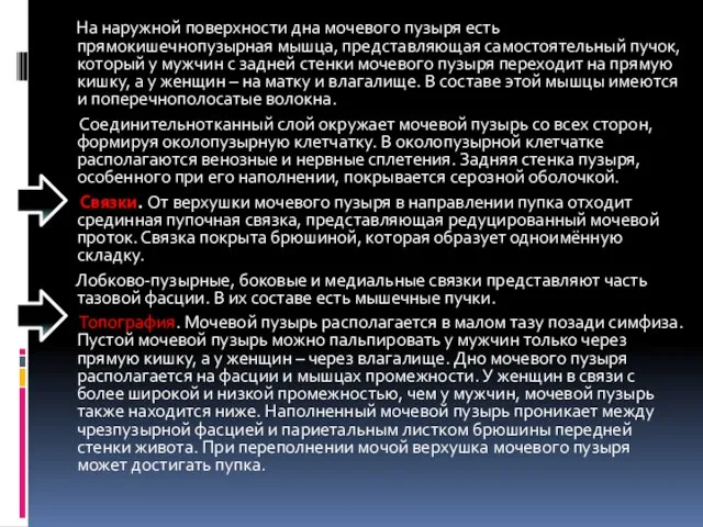 На наружной поверхности дна мочевого пузыря есть прямокишечнопузырная мышца, представляющая самостоятельный пучок,