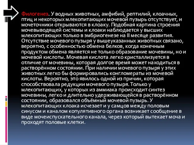 Филогенез. У водных животных, амфибий, рептилий, клоачных, птиц и некоторых млекопитающих мочевой