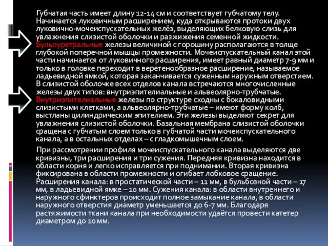 Губчатая часть имеет длину 12-14 см и соответствует губчатому телу. Начинается луковичным