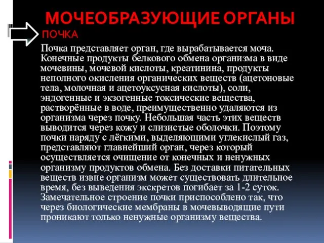 МОЧЕОБРАЗУЮЩИЕ ОРГАНЫ ПОЧКА Почка представляет орган, где вырабатывается моча. Конечные продукты белкового