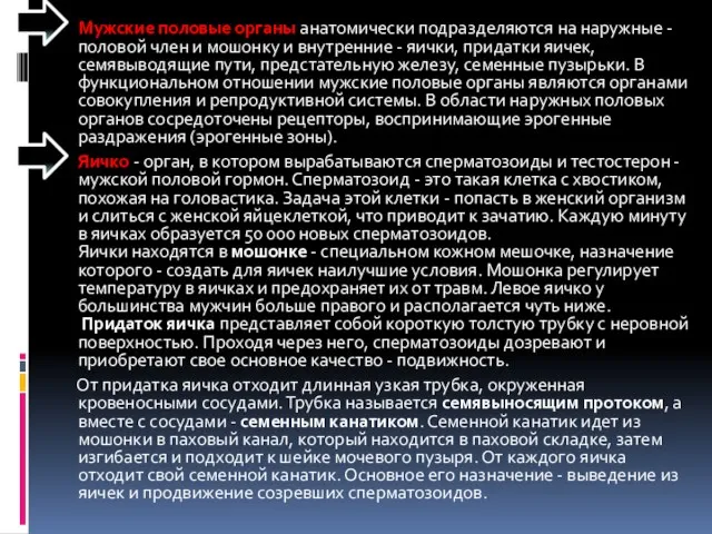 Мужские половые органы анатомически подразделяются на наружные - половой член и мошонку