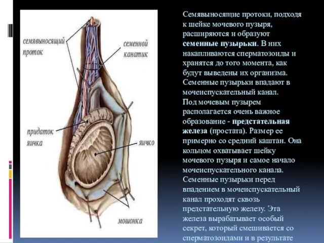 Семявыносящие протоки, подходя к шейке мочевого пузыря, расширяются и образуют семенные пузырьки.