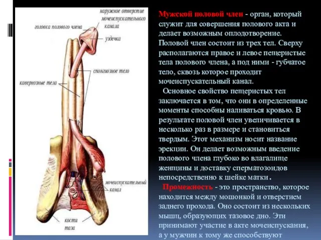 Мужской половой член - орган, который служит для совершения полового акта и