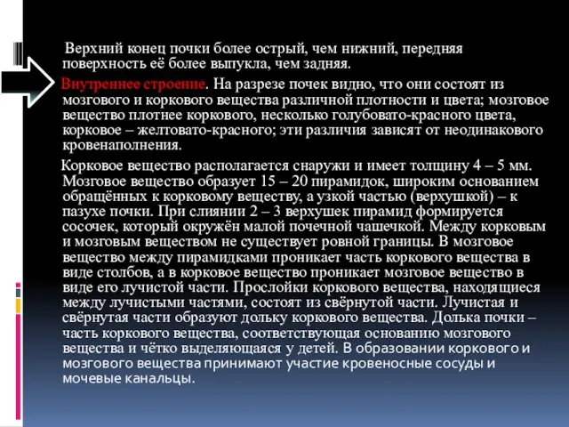 Верхний конец почки более острый, чем нижний, передняя поверхность её более выпукла,