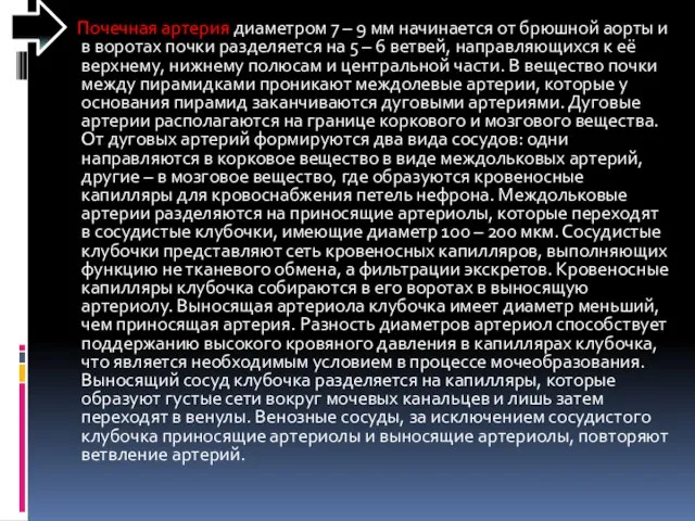 Почечная артерия диаметром 7 – 9 мм начинается от брюшной аорты и