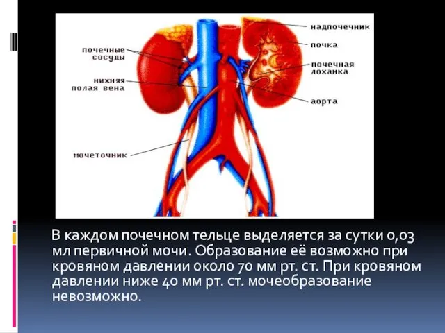 В каждом почечном тельце выделяется за сутки 0,03 мл первичной мочи. Образование