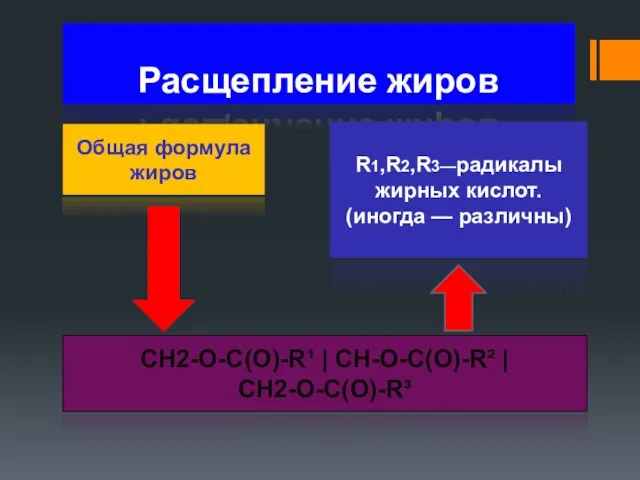 Расщепление жиров Общая формула жиров CH2-O-C(O)-R¹ | CH-О-C(O)-R² | CH2-O-C(O)-R³ R1,R2,R3—радикалы жирных кислот. (иногда — различны)