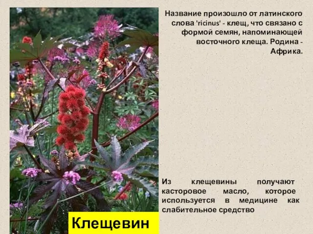 Название произошло от латинского слова 'ricinus' - клещ, что связано с формой