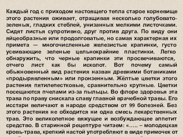 Каждый год с приходом настоящего тепла старое корневище этого растения оживает, отращивая