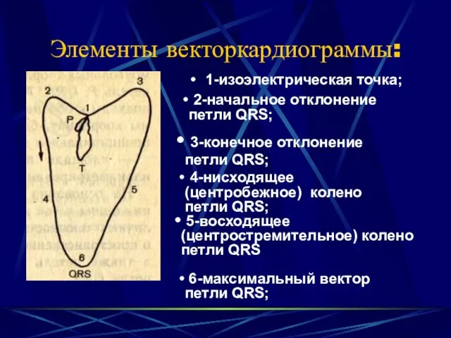 Элементы векторкардиограммы: 1-изоэлектрическая точка; 2-начальное отклонение петли QRS; 3-конечное отклонение петли QRS;